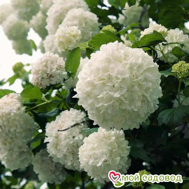 Гортензия макрофила Сноуболл (Snowball)