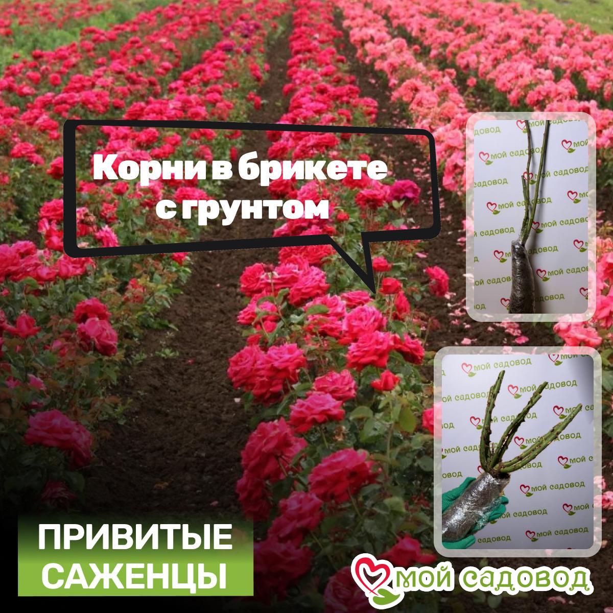 Роза Старлит