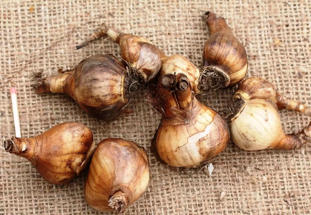 Нарцисс Бисмарк